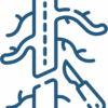 Icono de especialidad en cirugía vascular – consulta online