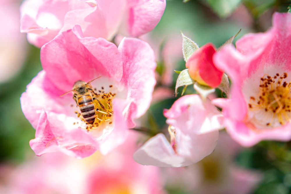 IGE ESPECIFICA A INSECTOS APIS MELLIFERA (VENENO DE ABEJA)